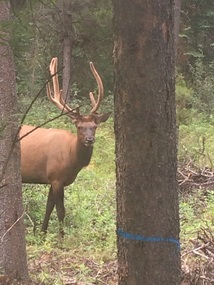 Elk in our campsite!