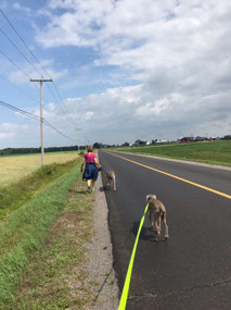 Trying to find Doggie Daycare