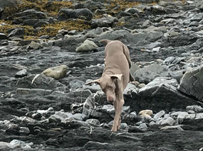 Maggie running the rocks