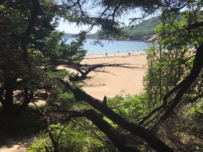 Sand Beach, a rarity in Maine
