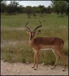 Blacked-Faced Impala