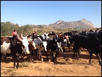 Zebu Walking to Market