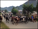 Traffic Jam in Ranomafana 