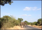 Elephant Crossing