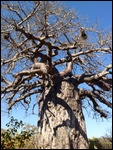 For my Pappy a Baobab