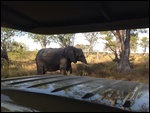 Walking in Front of Our Vehicle 