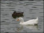 Gotta have ducks on Duck Island!