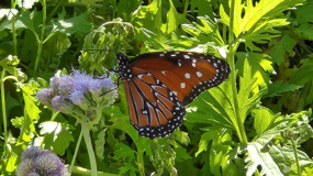 Queen Butterfly