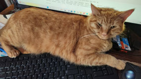 Forget typing!  You will pay attention to me!