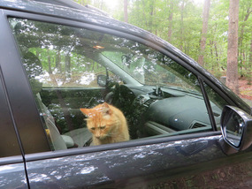 Henry wants to go too
