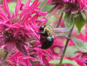A Bee for Sandra