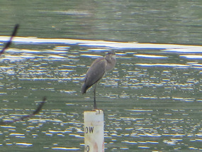 Great Blue Heron, Posing