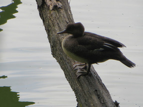 I have no idea what kind of duck this is...