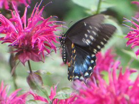 Spicebush Swallowtail