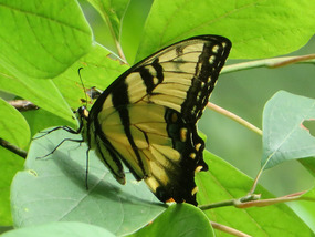 Tiger Swallowtail