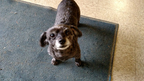 A Cave Mascot