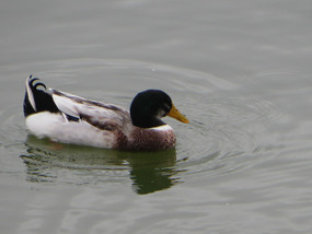 Mr. Mallard