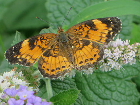 Silvery Checkerspot