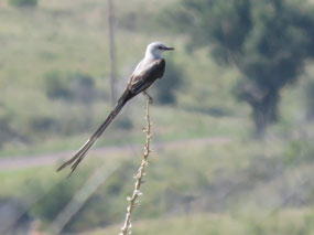 One easily-identified flycatcher