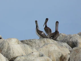 Brown Pelicans