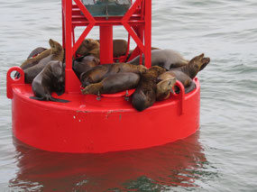 California Sea Lions