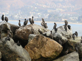 Cormorants and Brown Pelicans