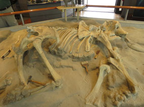 The Pygmy Mammoth