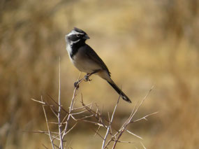 Black Throated Sparrow