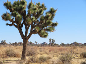 Big Joshua Tree