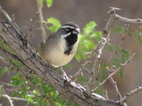 Black Throated Sparrow