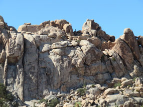 Do you see the Joshua Tree?