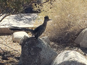 Sylvester the Roadrunner