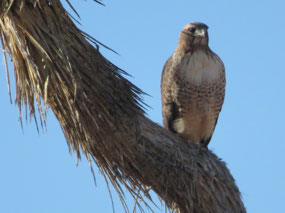 Red Tailed Hawk