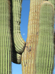 Moon over Saguaro