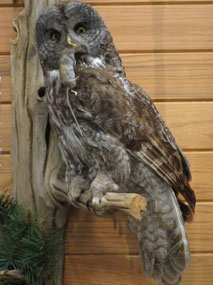 Great Grey Owl