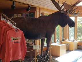 The only moose we've seen so far...