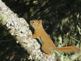 Red Squirrel