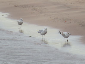Seagulls enjoying the beach