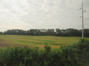 Where the corn is as high as an elephant's eye