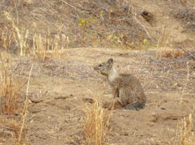California Ground Squirrel