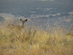 Peeking at me through the grass