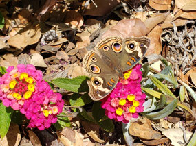 Buckeye