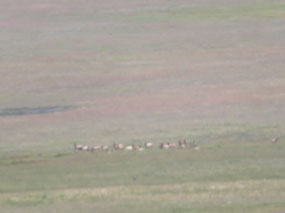 Elk!