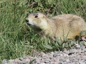 Prairie Dog