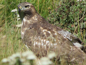 Juvenile Red-Tailed Hawk