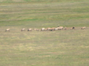 More even blurrier elk!
