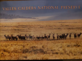 What Elk look like from closer than 2 miles away