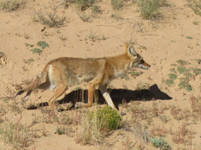 Coyote!