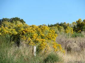 Loads of Rubber Rabbitbrush