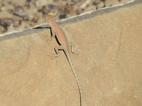 Still unidentified!